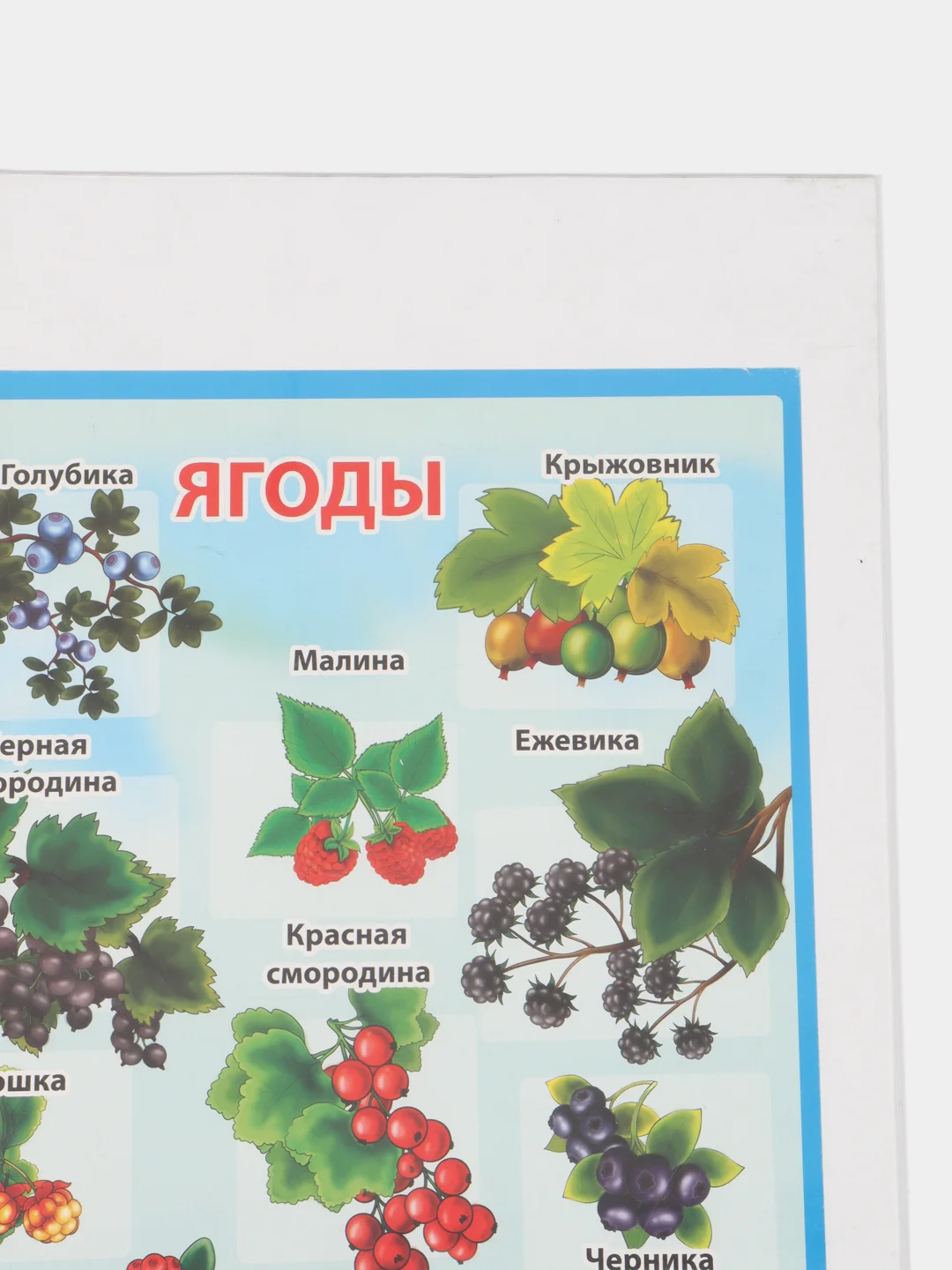 Синий плакат Мир растений. Растения деревья, кустарники, травы, ягоды. Грибы. Овощи. Фрукты