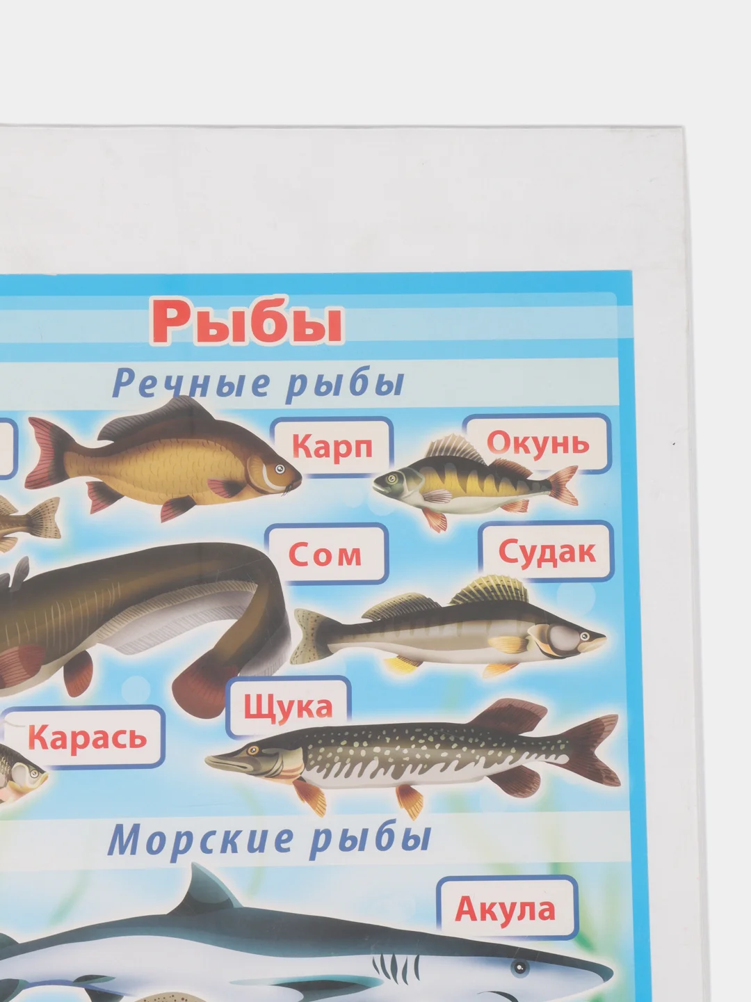Голубой плакат Обитатели морей и океанов. Рыбы речные. Наглядное пособие для детского сада и школы