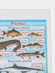 Голубой плакат Обитатели морей и океанов. Рыбы речные. Наглядное пособие для детского сада и школы