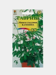 Мимоза стыдливая Кампина, семена, цветы
