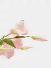 Конфетный искусственные цветы Эустома