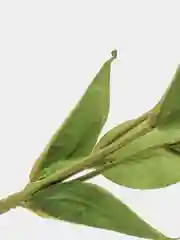 Лавандовый искусственные цветы Эустома