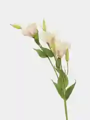 Лавандовый искусственные цветы Эустома