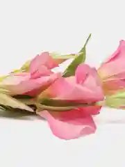Розовый искусственные цветы Эустома