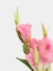 Розовый искусственные цветы Эустома