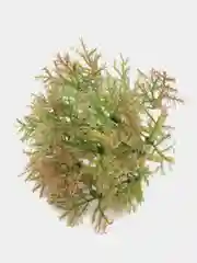 Мох суккулент