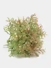 Мох суккулент