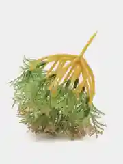 Мох суккулент