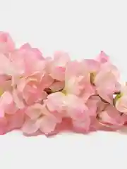 Дельфиниум искусственный