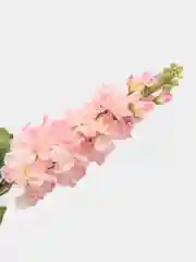 Дельфиниум искусственный