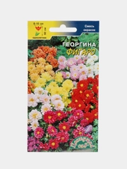 Семена цветы Георгина Фигаро смесь
