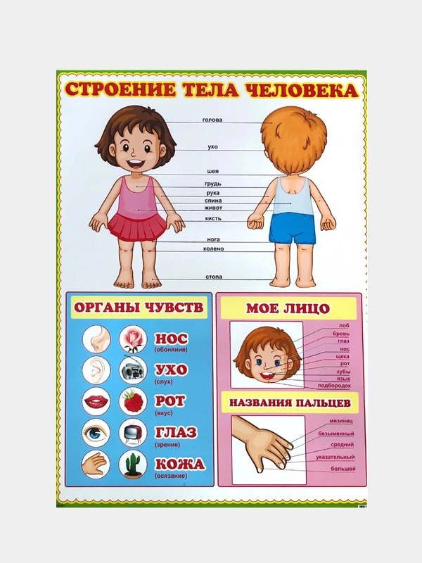 Плакат "Тело человека. Это я!" Лицо. Органы чувств. Кожа. Строение тела человека. Дет. сад