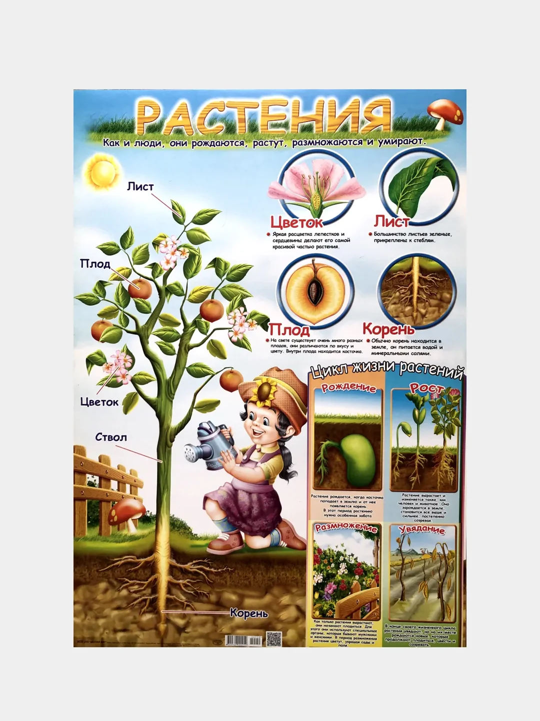 Голубой плакат Мир растений. Растения деревья, кустарники, травы, ягоды. Грибы. Овощи. Фрукты