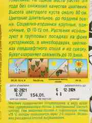 Бежевый меланж нивяник в ассортименте,семена цветы