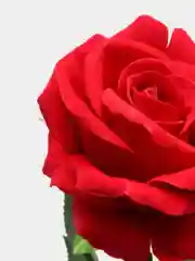 Роза искусственная 70 см