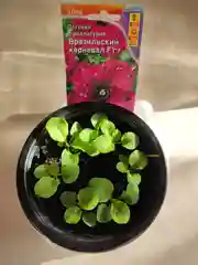 Семена цветов Петуния, разные сорта