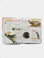 Коралловый меланж детская энциклопедия