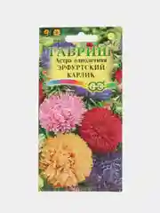 Астра "Эрфуртский карлик", семена, цветы