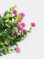 Коралловый искусственные цветы "Камелия"4 вида расцветки