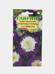 Астра Пампушка Черника со сливками (семена, цветы)