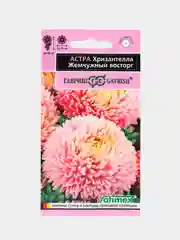 Астра Хризантелла жемчужный восторг (семена, цветы)