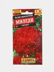 Астра Миледи красная, семена, цветы