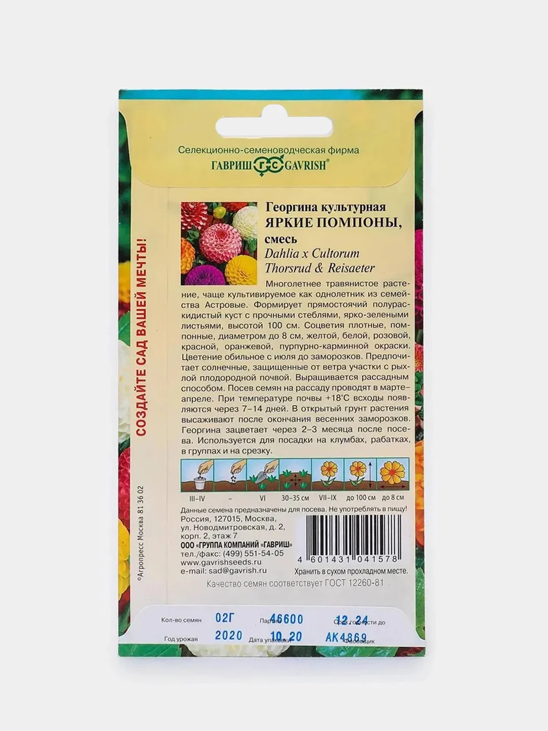Георгина Яркие помпоны (семена,цветы) купить по цене 59 ₽ в интернет ...