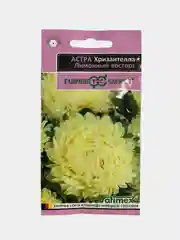 Астра Хризантелла лимонный восторг (семена, цветы)
