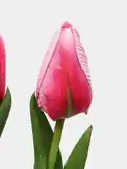 Фуксия искусственные цветы тюльпаны букет 3 шт, 5 шт