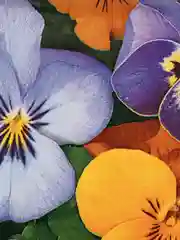 Подарочный пакет пакетик подарочный
