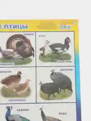 Золотой плакат Дикие животные. Домашние животные. Птицы перелетные, зимущие. России. Насекомые