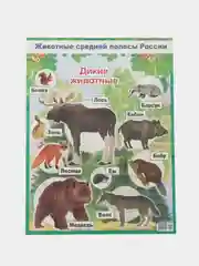 Бирюзовый плакат Дикие животные. Домашние животные. Птицы перелетные, зимущие. России. Насекомые