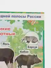 Белый плакат Дикие животные. Домашние животные. Птицы перелетные, зимущие. России. Насекомые
