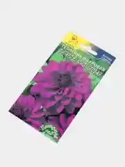 Семена цветы "Георгина Фигаро фиолетовая"