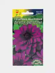Семена цветы "Георгина Фигаро фиолетовая"