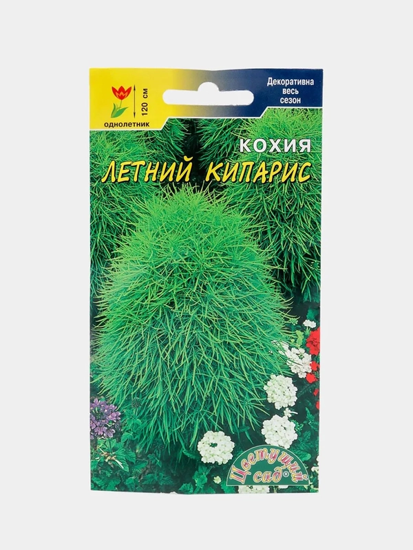 Семена цветы "Кохия Летний кипарис"