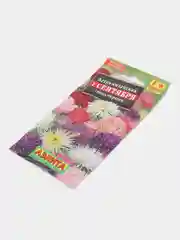 Астра "1 сентября", семена, цветы