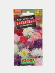 Астра "1 сентября", семена, цветы