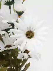 Молочный искусственные цветы ромашки букет