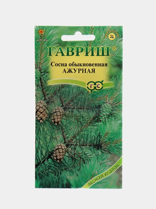 Семена Сосна "Ажурная"