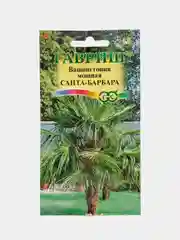 Вашингтония мощная Санта барбара (семена,цветы)