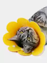 Воротник ветеринарный для кошек, мягкий, из фетра, 3 размера