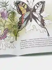 "Самые красивые бабочки", толстая раскраска с заданиями