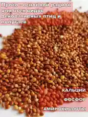 Корм просо для птиц, попугаев и грызунов 1 кг