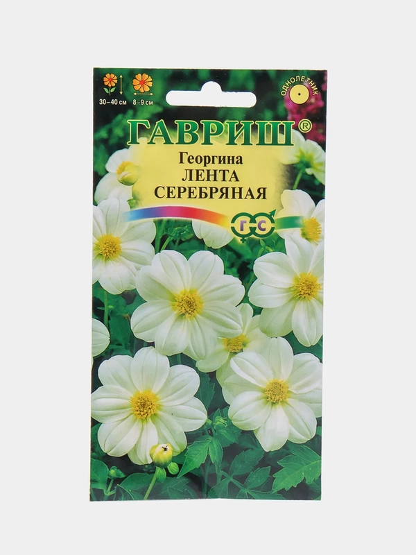 Георгина "Лента серебряная" (семена, цветы)