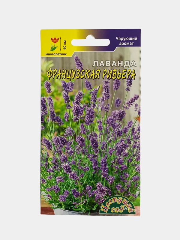 Лаванда Французская ривьера (семена,цветы)
