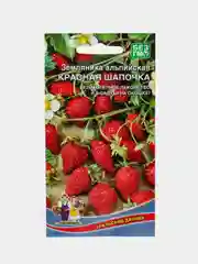 Земляника "Красная шапочка" альпийская
