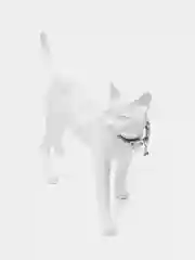 Ледяной ошейник для кота / Кошачий ошейник с колокольчиком / Для котов и собак мелких пород