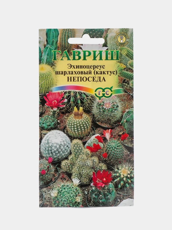 Кактус Эхиноцереус Непоседа (семена,цветы)