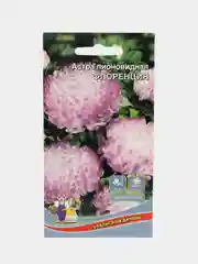 Астра Флоренция (семена,цветы)